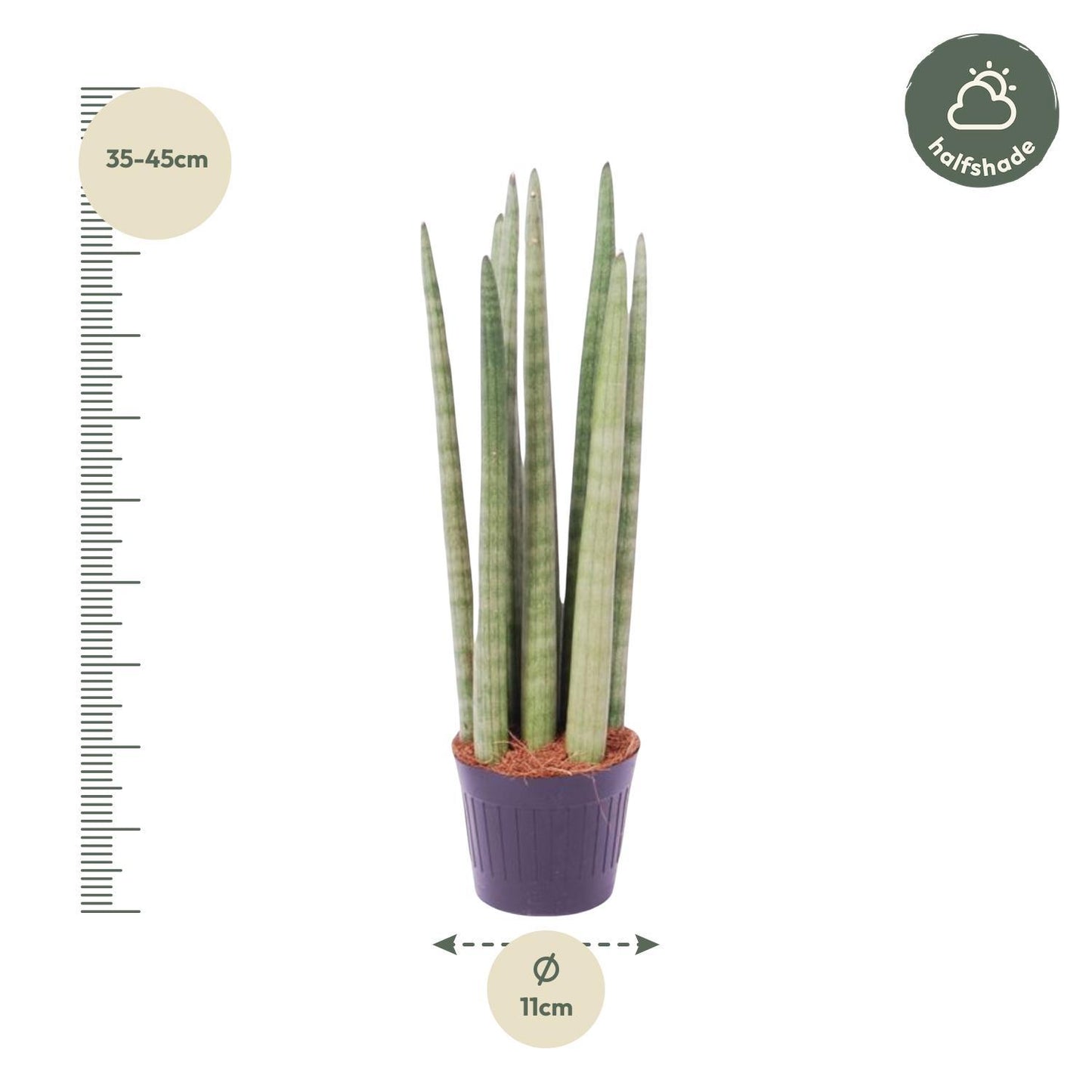 Sansevieria cylindrica 'Spaghetti' - 40 cm - 10,5 cm