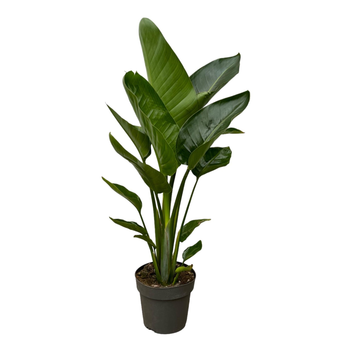 Strelitzia Nicolai - Height 90 cm - Pot size 19cm