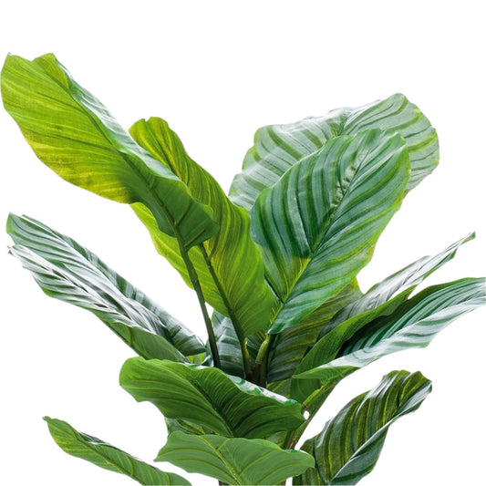 Kunstplant Calathea Orbifolia - Schaduwplant - 60 cm