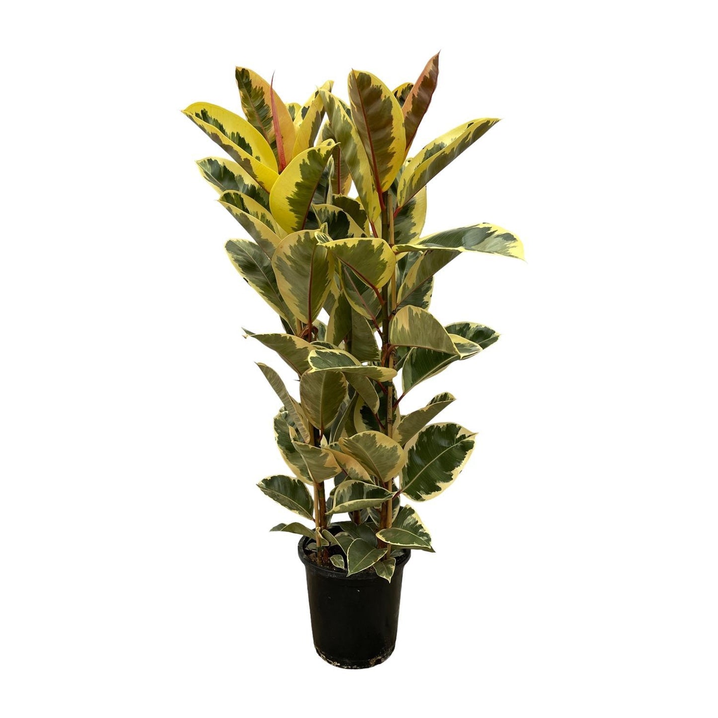 Ficus Elastica Tineke Shrub - Height 160 cm - Pot size 28 cm