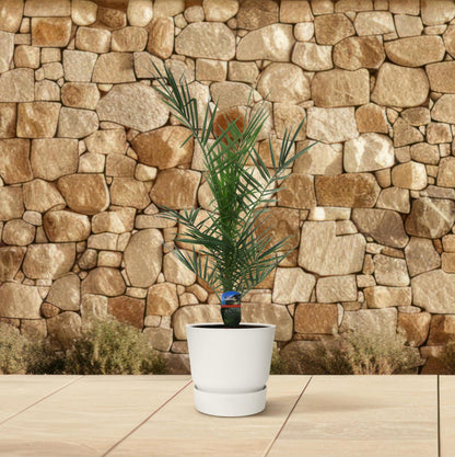 Phoenix Canariensis - 80 cm - 15 cm