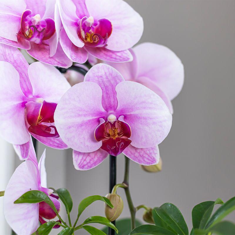 Roze Orchidee - Niagara Fall - potmaat 9cm