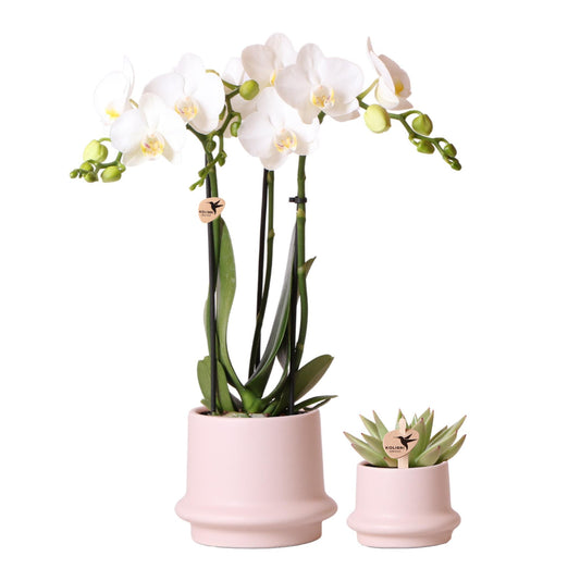 Plantenset Ring - Set met Witte Orchidee 9cm en Groene Plant Succulent Miranda 6cm - incl. Nudekleurige Keramische Potten