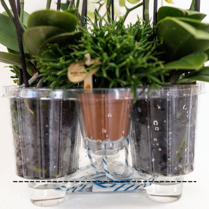 Plant Set in Cotton Basket - Three Purple Orchids and Three Green Rhipsalis Plants - Purple Field Bouquet + Self-Sustaining Water Reservoir