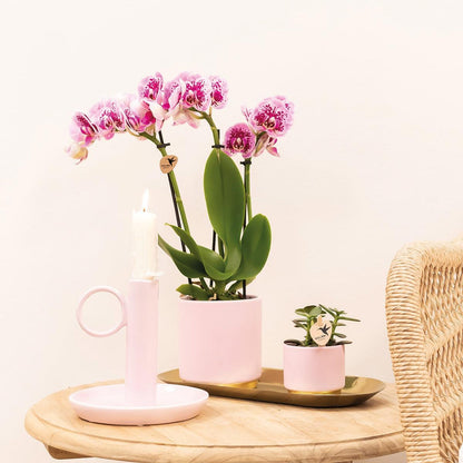 COMBI DEAL of 4 Pink Purple Orchids - pot size 9cm