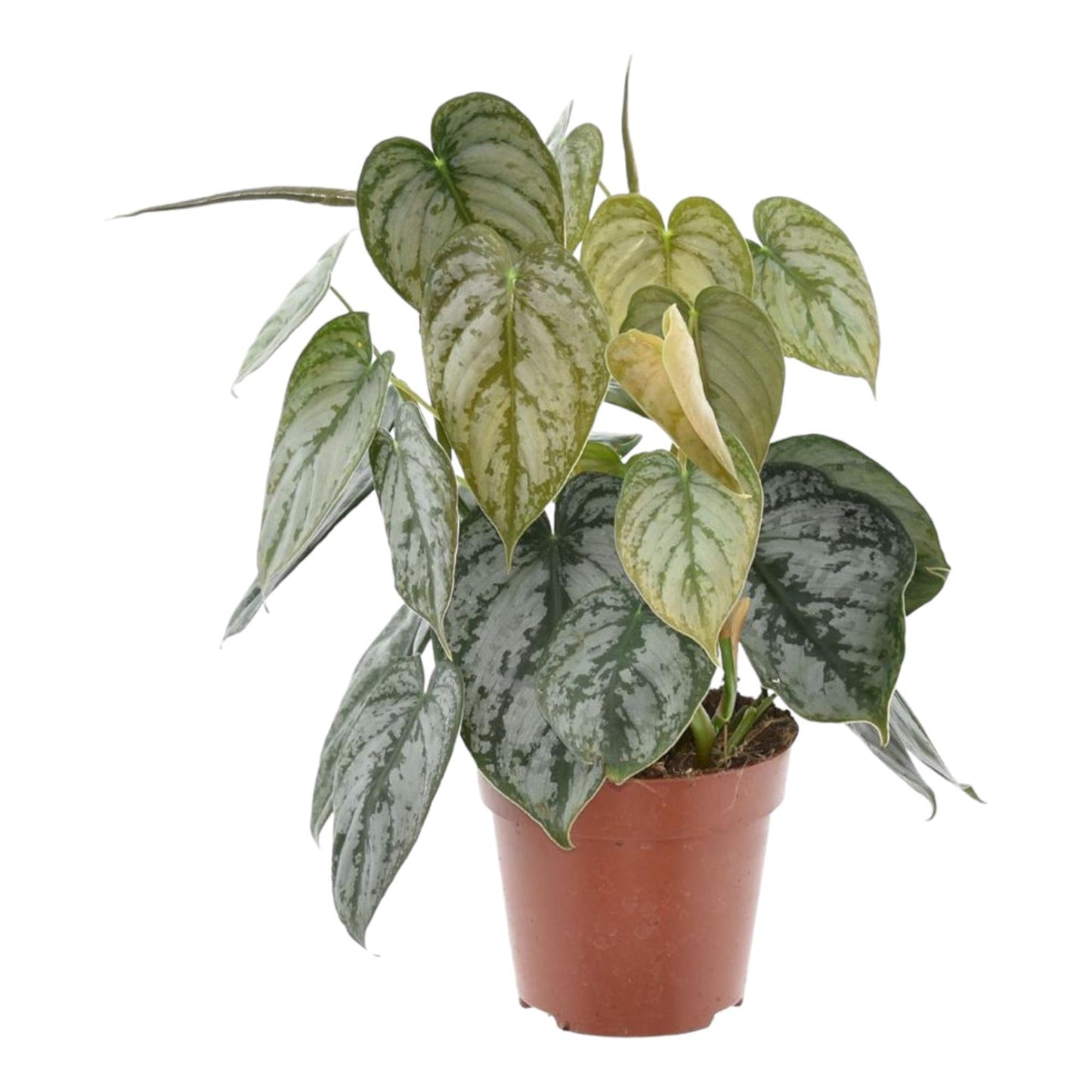 Philodendron Brandtianum - 35 cm - 12 cm