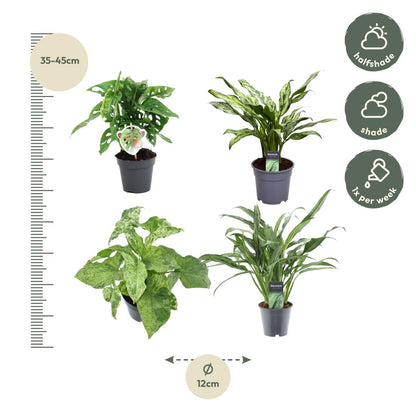 Green mix of 4 plants - Monstera obliqua 'Monkey Leaf' - 25 cm - 12 - Aglaonema Juliette - 40 cm - 12 - Syngonium Mottled - 25 cm - 12 - Aglaonema Cutlass - 40 cm - 12