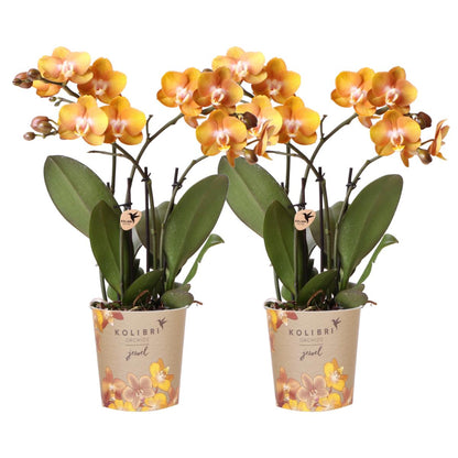 OFERTA COMBI de 2 Orquídeas - Las Vegas - maceta tamaño 12cm 