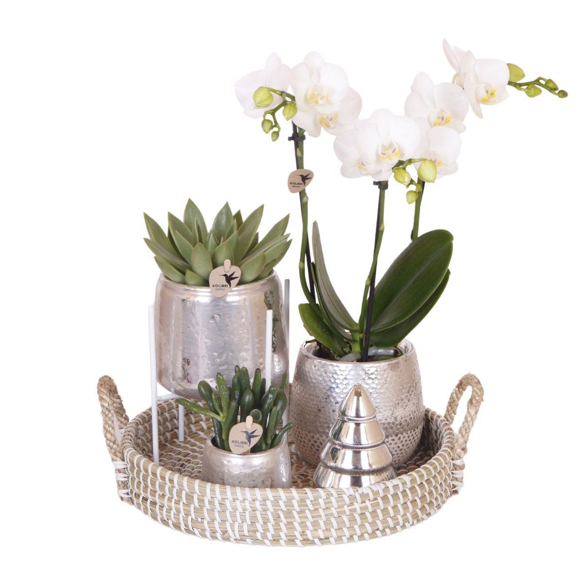 Geschenkset Silver Splendor - Witte Phalaenopsis Orchidee met Vetplanten incl. keramische potten