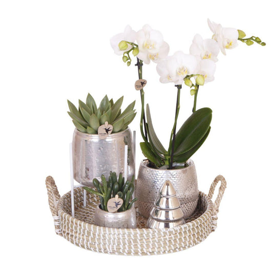 Gift set Silver  Splendor - White Orchid with Succulents incl. ceramic pots