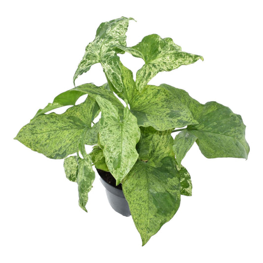 Syngonium Mottled - 25 cm - 12 cm