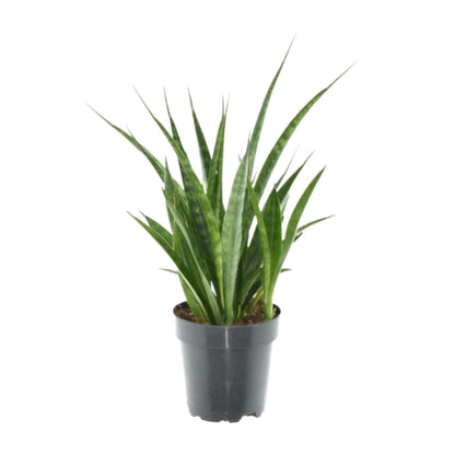 3x Sansevieria Kirkii - 38 cm - 12