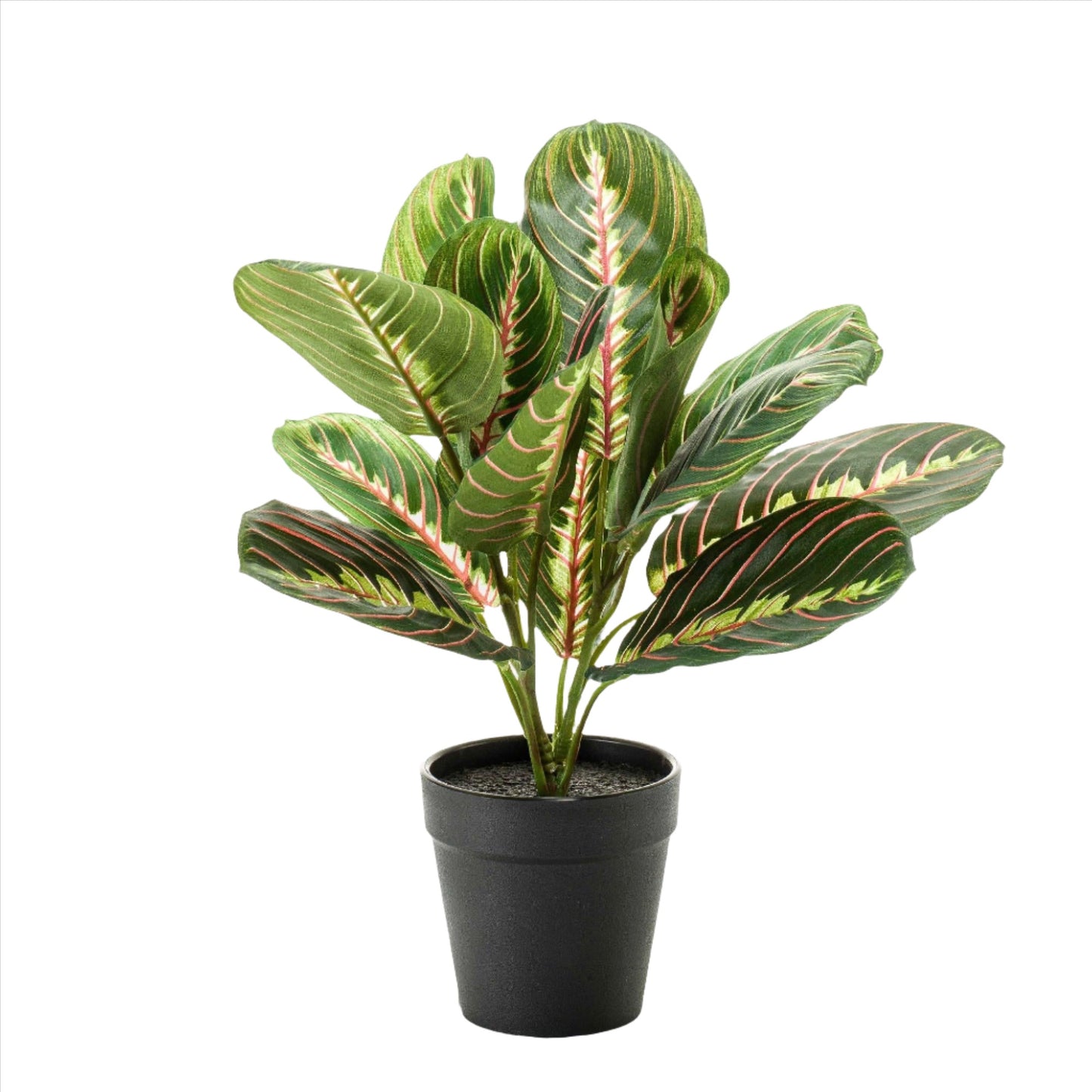 Artificial Plant - Marantha Fascinator - The Prayer Plant - 30 cm