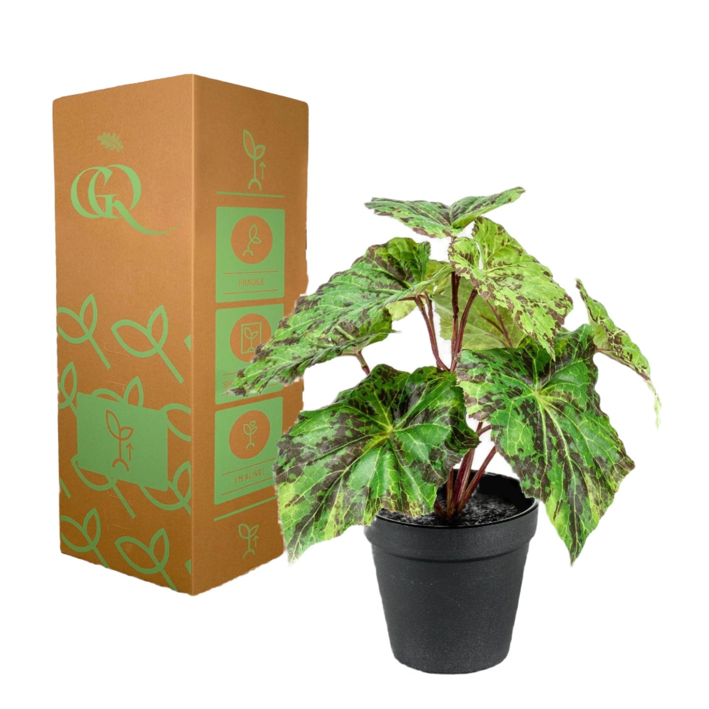 Kunstplant - Begonia Rex - Bladbegonia - 25 cm