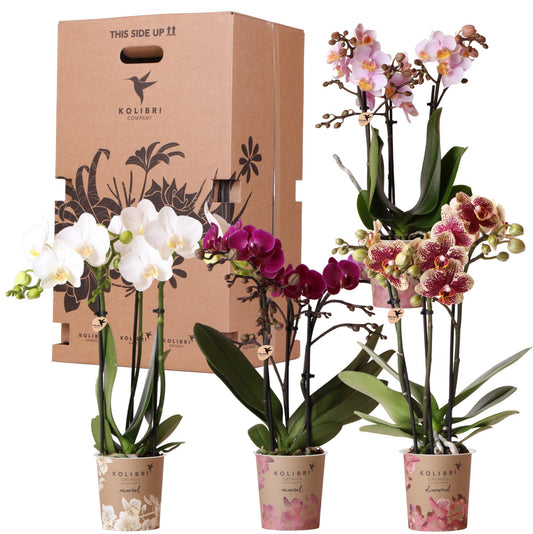 Plant benefit box - surprise box with 4 different orchids