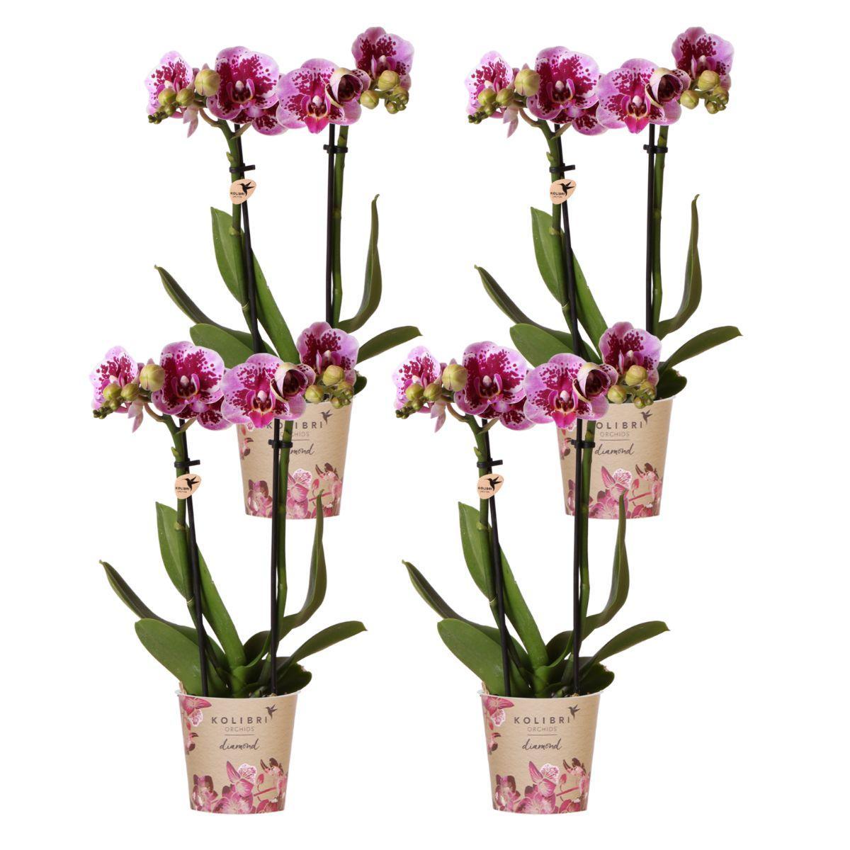 COMBI DEAL of 4 Pink Purple Orchids - pot size 9cm