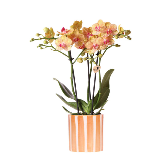 Orange Phalaenopsis Orchid- Jamaica + Painted Stripe pot Orange - pot size 9cm