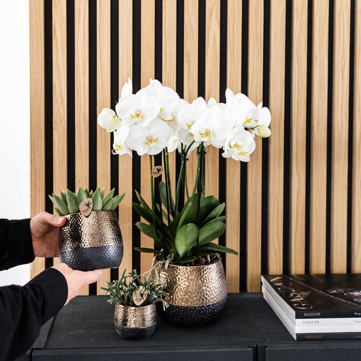 COMBI DEAL of 4 White Orchids - Ghent - pot size 12cm