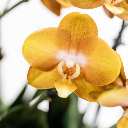 Orange Orchid Set in Reed Basket + Self-Sustaining Water Reservoir