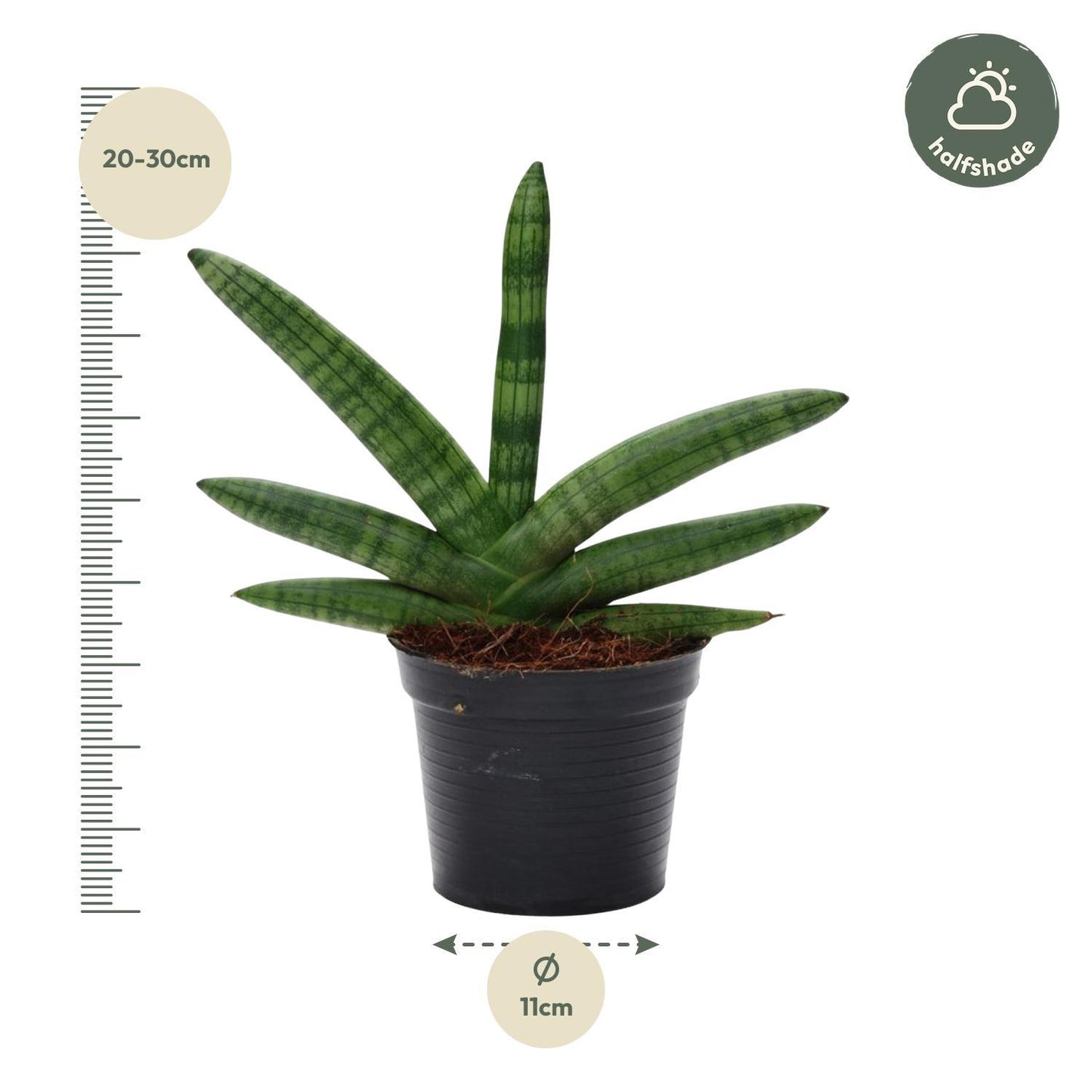 Sansevieria Skyline - 25 cm - 10,5 cm