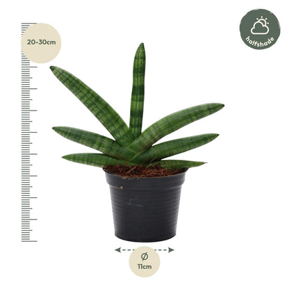 Sansevieria Skyline - 25 cm - 10,5 cm