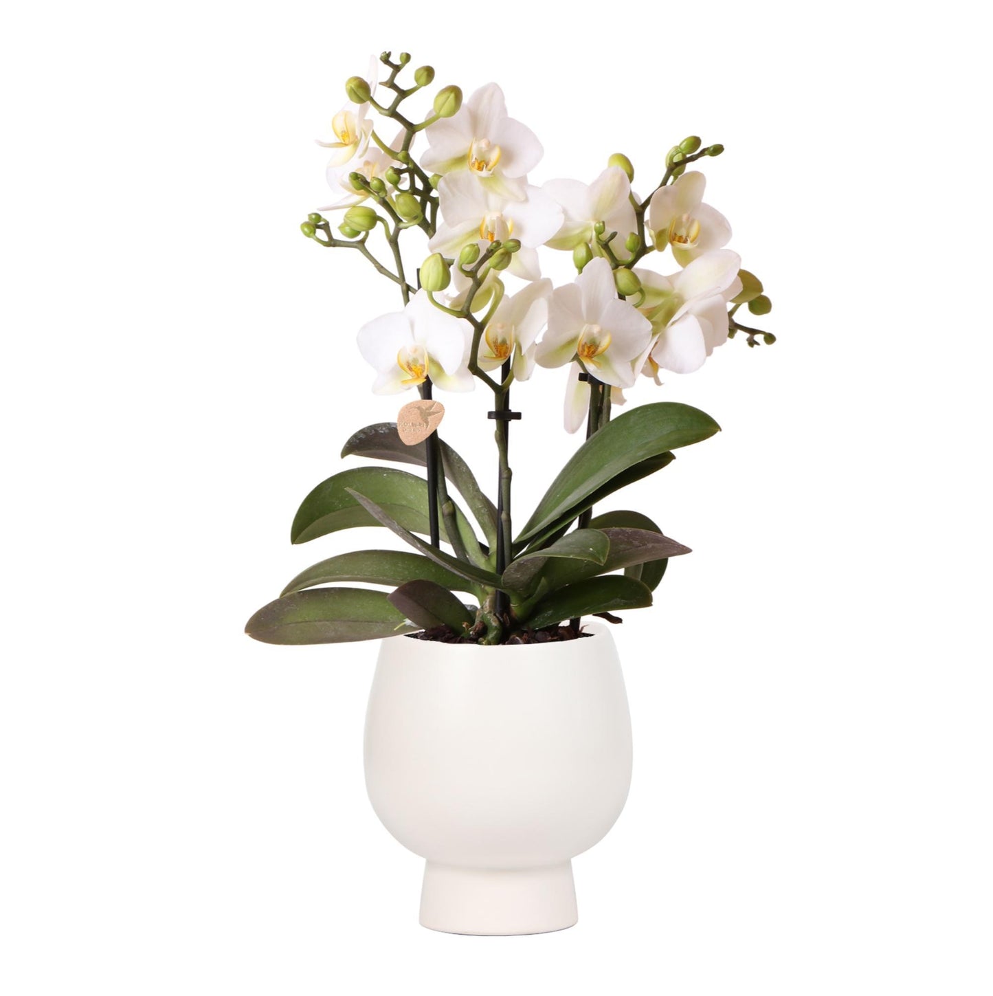 Witte Orchidee - Lausanne + Scandic Witte Sierpot - Potmaat 9cm - 40cm