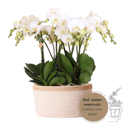 Orchideeënset in katoenen mand - 3 witte orchideeën 12 cm - Monoboeket wit + waterreservoir