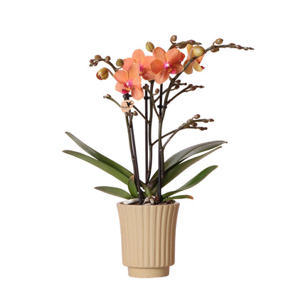 Orange Orchid Bolzano + Retro khaki - pot size 9cm