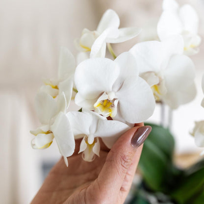 Orquídea Blanca Amabilis + Maceta Málaga Verde - Tamaño Maceta 9cm 