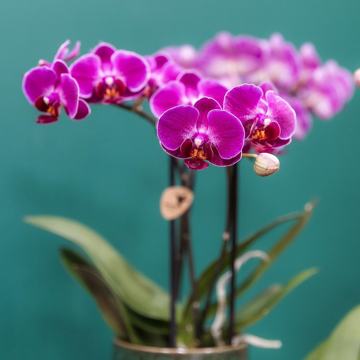 Purple Orchid - MORELIA Classy green- pot size 9cm