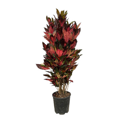 Codiaeum Iceton (Croton) - Height 150 cm - Pot size 30 cm