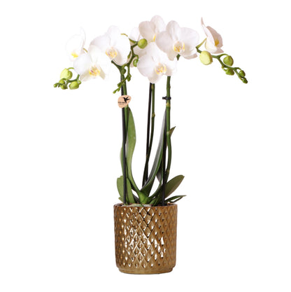 White Orchid – Amabilis + Diamond Pot Gold – Pot Size 9cm – 40cm