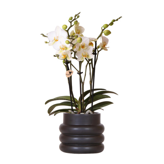 White Orchid - Lausanne + Bubble Pot Black - Pot Size 9cm