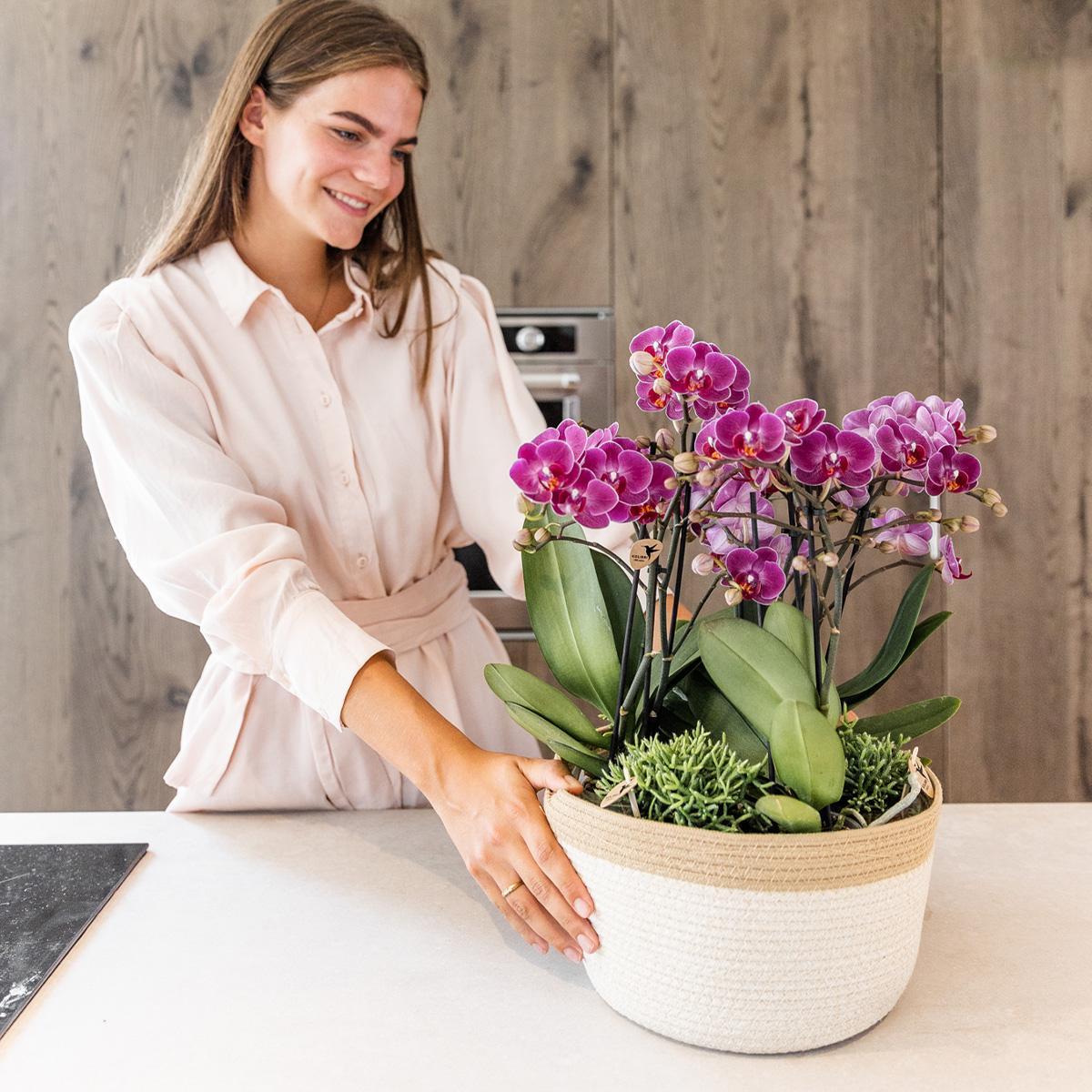 Paarse orchideeën in katoenen mand + zelfvoorzienend waterreservoir