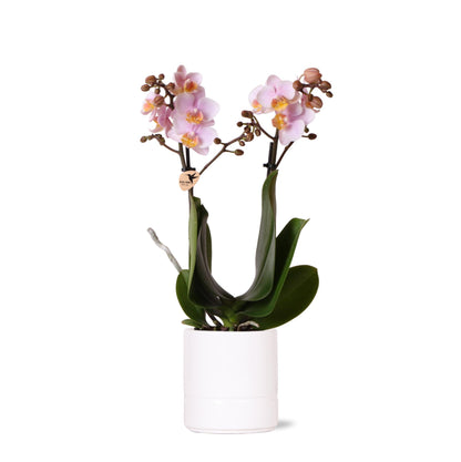 Pink Orchid - Andorra + Pastel Pot White - Pot Size 9cm