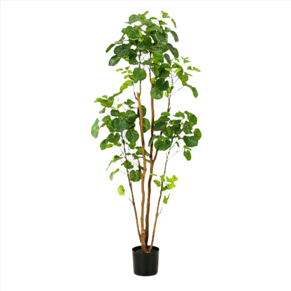 Artificial Plant - Polyscias - Aralia - 160 cm