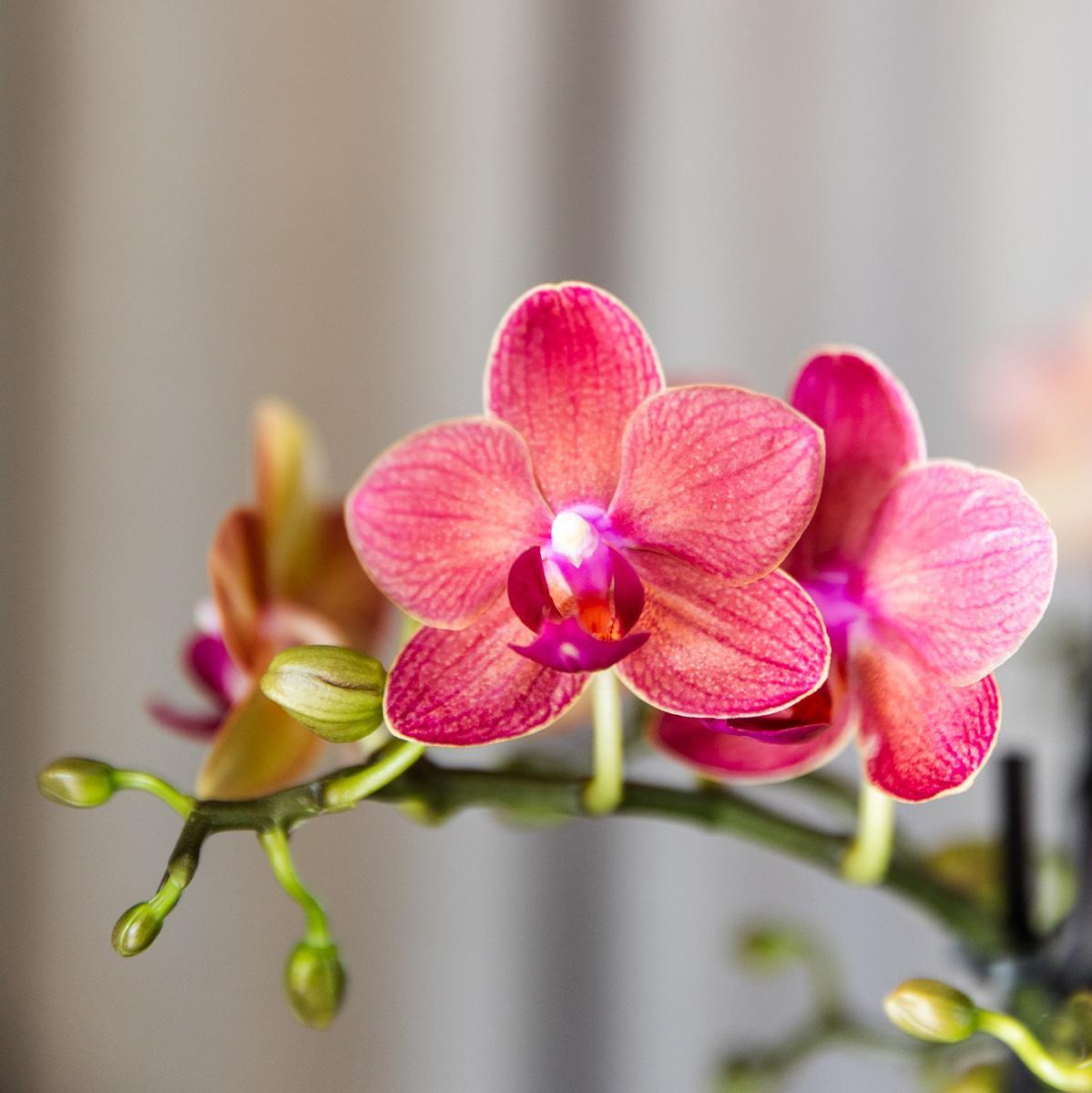 COMBI DEAL van 4 Oranje  Orchideeën - Congo - potmaat 9cm