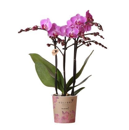 Paarsroze orchideeën - Mineral Vienna - potmaat 9cm