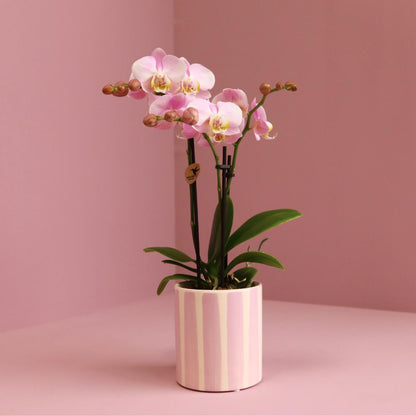 Roze Orchidee Portugal + Roze Gestreepte Pot - Potmaat 9cm