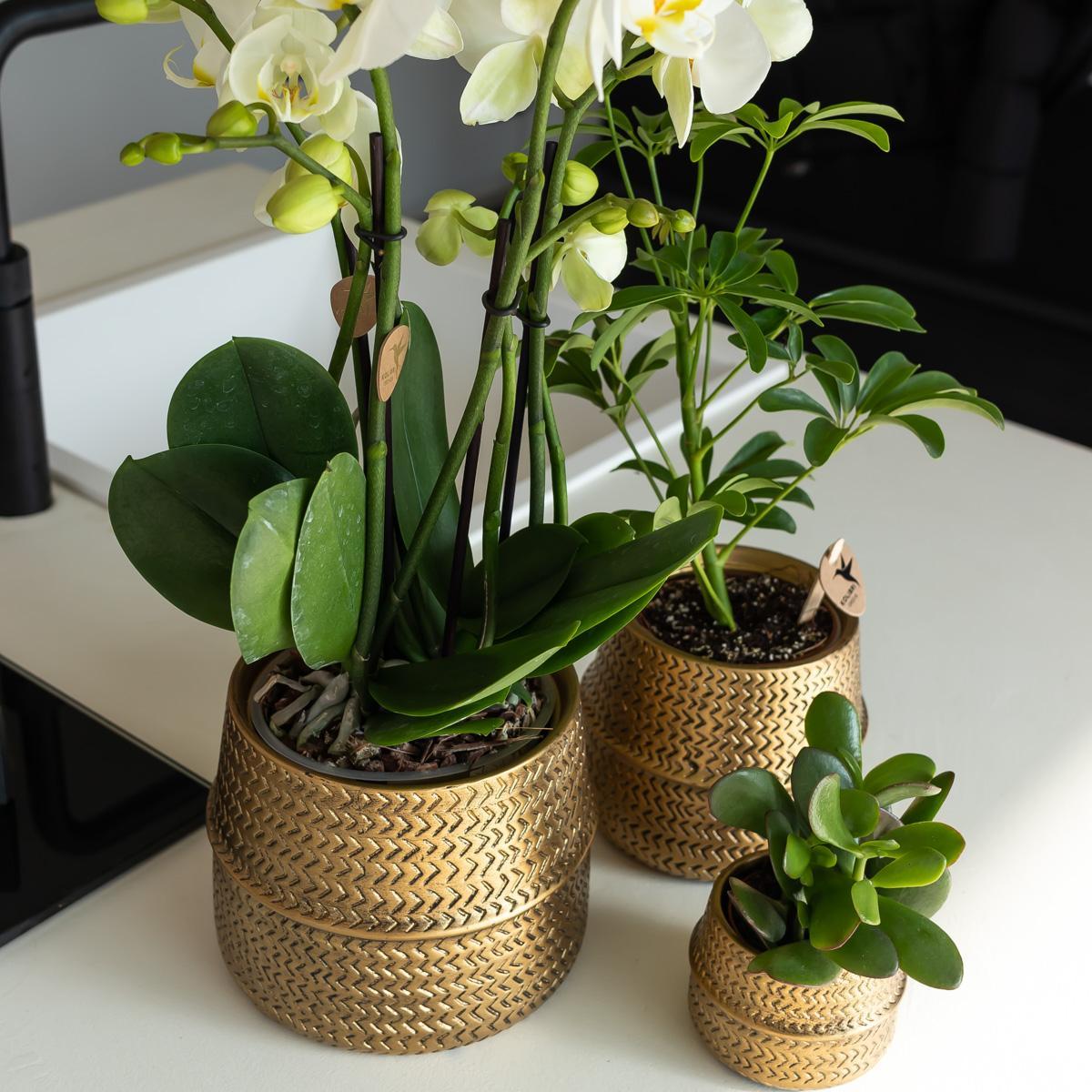 Orquídea naranja en maceta con ranuras doradas - 12 cm