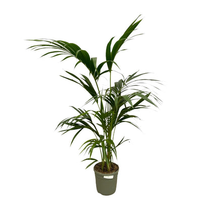 Palmera Kentia - Altura 130 cm - Maceta 21cm