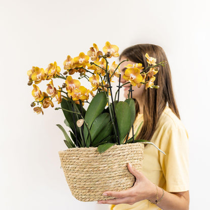 Orange Orchid Set in Reed Basket + Self-Sustaining Water Reservoir