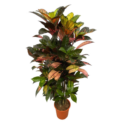 Codiaeum (Croton) Iceton vertakt - 130 cm - 21 cm