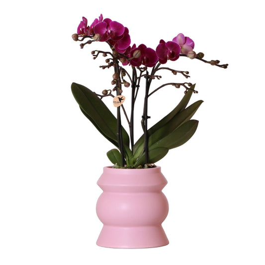 Paarse Orchidee – Morelia in Tower pot roze – potmaat 9cm – 35cm hoogte