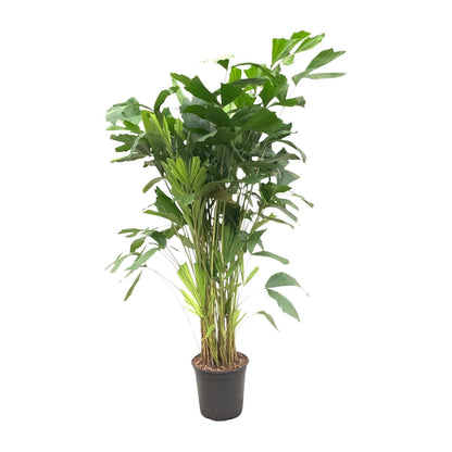 Caryota Mitis - Height 140 cm - Pot size 24 cm