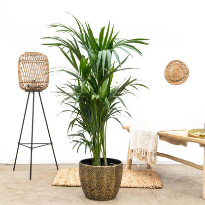 Kentia Palmboom - Hoogte 160cm - Potmaat 24 cm