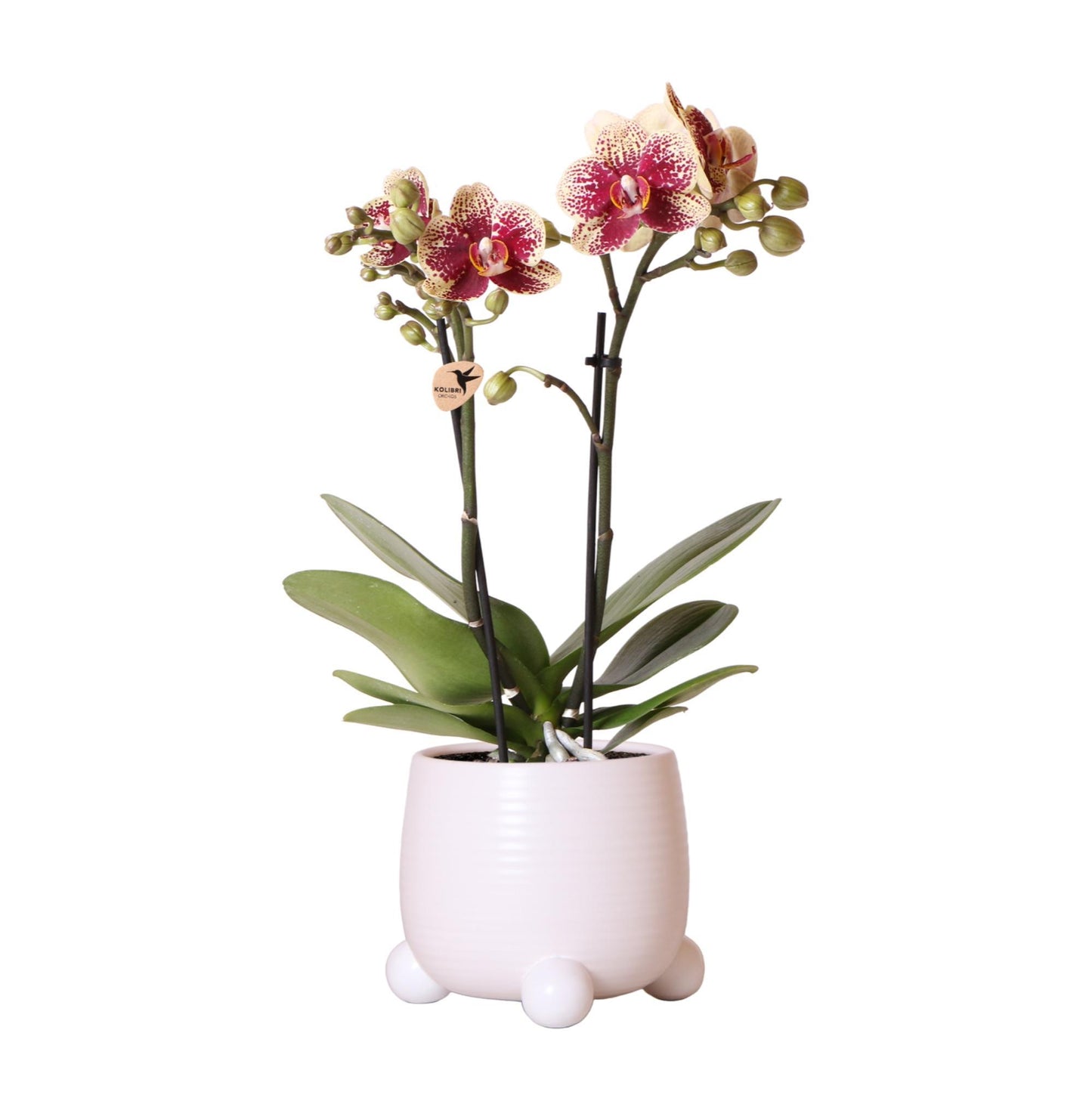 Yellow Red Orchid Spain + Rolling White Pot size 9cm - 40cm height