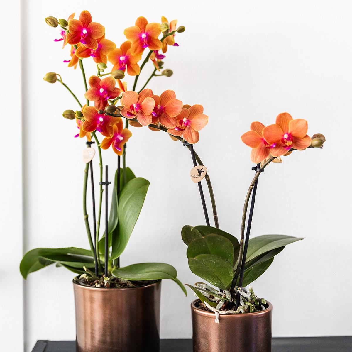 COMBI DEAL van 2 - Geurige oranje Phalaenopsis orchideeën - potmaat 12cm