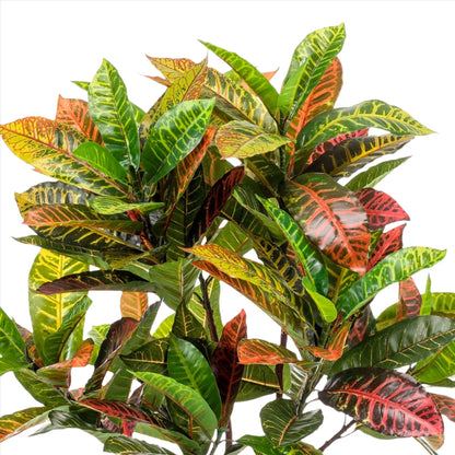 Artificial Plant - Croton Codiaeum - Wonder bush - 120 cm