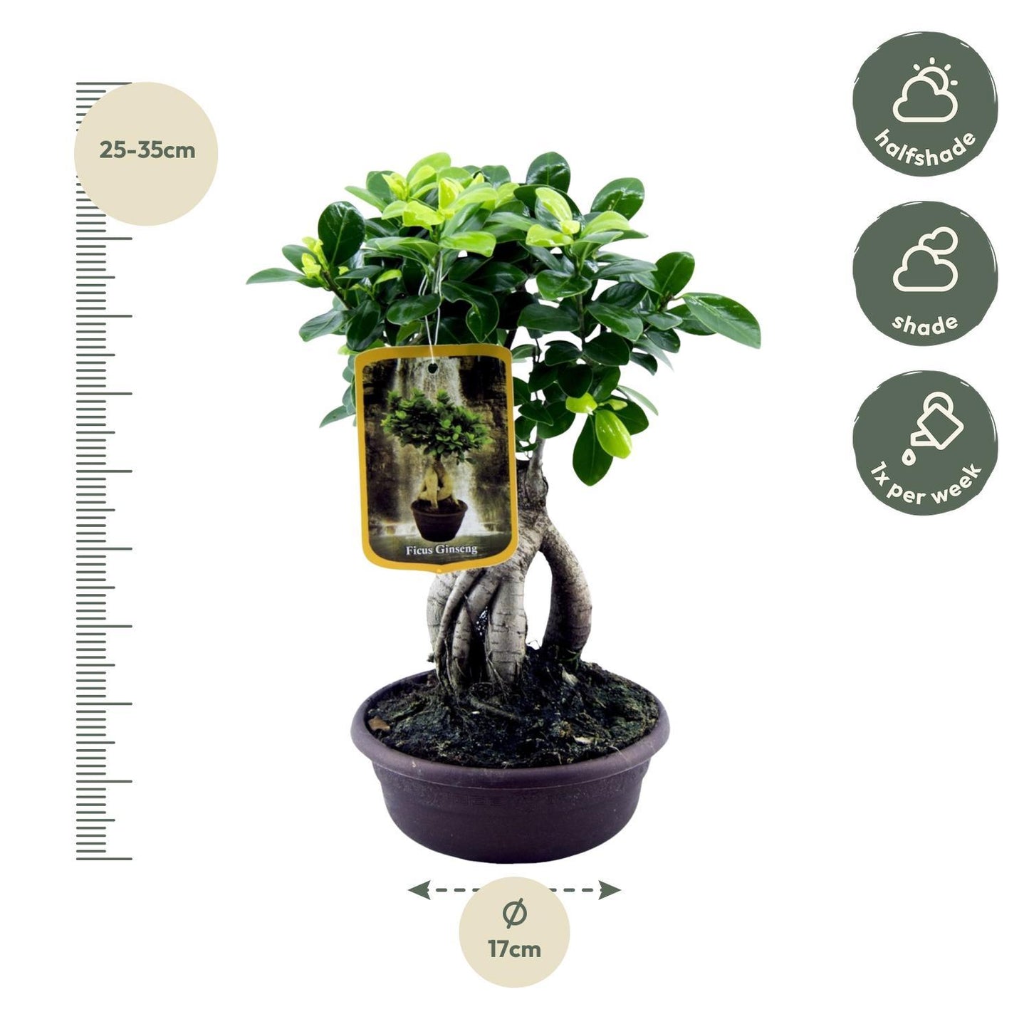 Ficus Microcarpa Ginseng - 30 cm - 17cm